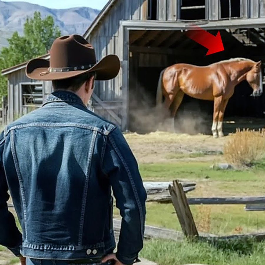 Un Hombre Compró Un Rancho Por $1… Hasta Que El Caballo Que Vivía Allí Le Cambió La Vida…