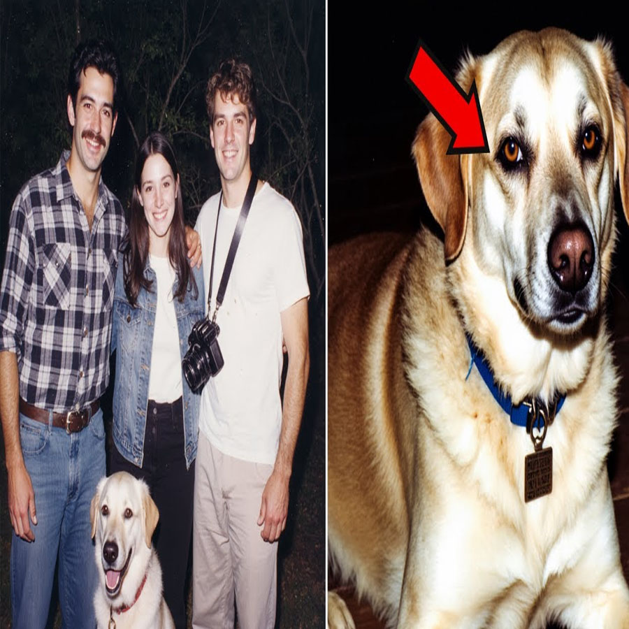 Amigos desaparecen en Yosemite en 1991 — 9 años después, su perro regresa solo